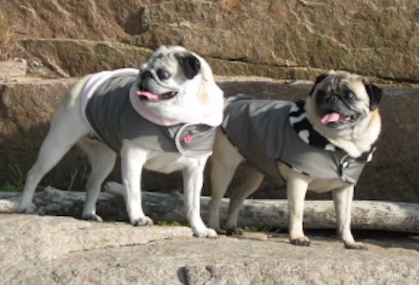 Rain Gear for Pugs: Seattle Gray Day Buster